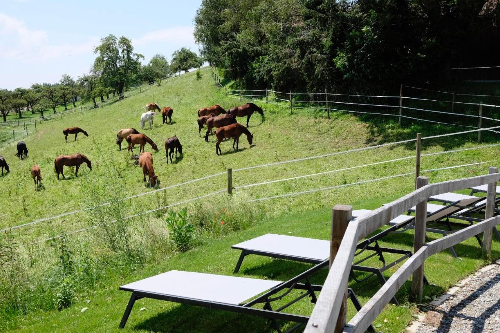 Trautesheim Ferienwohnungen Wangen im Allgaeu Ngoại thất bức ảnh
